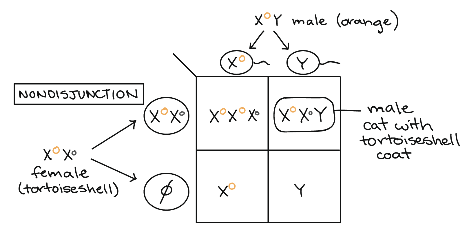 Punnett square showing an example of a nondisjunction event that could lead to production of a tortoiseshell male cat. In this example, an $\text X^O\text Y$ male (orange) is crossed with an $\text X^O\text X^o$ female (tortoiseshell). Nondisjunction occurs during gamete production in the female, resulting in the production of two gametes: an $\text X^O\text X^o$ gamete and an "empty" gamete (one that does not contain any sex chromosome).|| $\text X^O$|$\text Y$-|-|-|-|-$\text X^O\text X^o$ ||$\text X^O\text X^O\text X^o$|$\text X^O\text X^o\text Y$$\text O$||$\text X^O$|$\text Y$The $\text X^O\text X^o\text Y$ genotype corresponds to a tortoiseshell male cat.