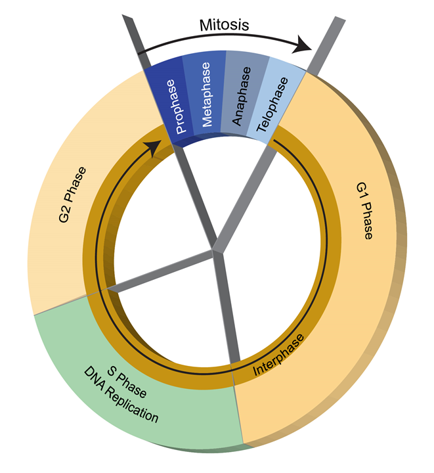 El ciclo celular como gráfico circular, con Mitosis ocupando una quinta parte, G1 ocupando casi la mitad, S, o replicación de ADN, ocupando una cuarta parte, y el resto siendo G2. Todas las secciones posteriores a la mitosis están etiquetadas como Interfase.