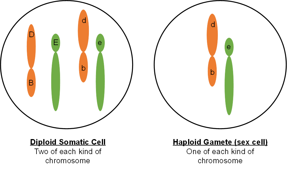 Dos células, una diploide y una haploide. la célula diploide tiene dos de cada tipo de cromosoma. El haploide (una célula sexual) tiene uno de cada tipo.