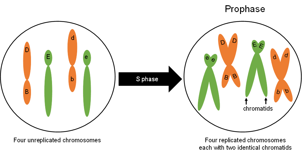 Una célula con 4 cromosomas no replicados pasa por la fase S y entra en profase, donde ahora cuenta con cuatro cromosomas replicados, cada uno con dos cromátidas idénticas, como pies pequeños.