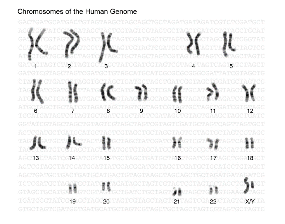 Una representación de cromosomas reales del genoma humano, cada uno diferente en forma, longitud y rectitud. Se numeran por parejas, teniendo el par 23 un cromosoma x y un cromosoma y.