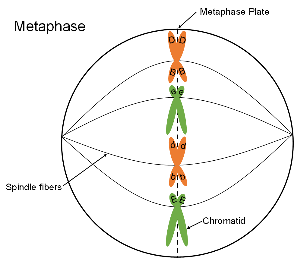 Metafase en acción, mostrando las fibras del huso a medida que conectan el centro de cada cromosoma con el borde de una célula circular.