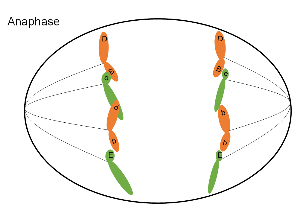 Una célula durante la anafase hace que las fibras del huso separen los pares cromosómicos hacia los bordes de una célula ovular.