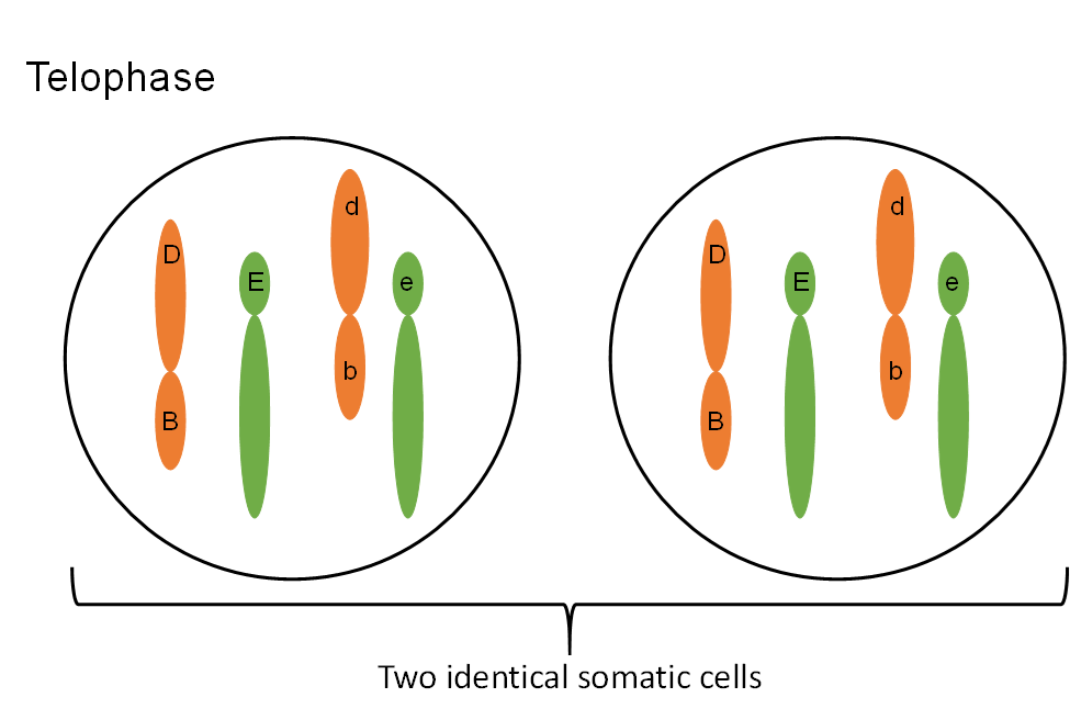 Ahora en telofase, los dos conjuntos de cromosomas se han separado en dos células somáticas idénticas.