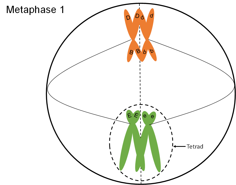 Metafase 1 en una célula circular, que muestra la tétrada de la Figura 8, aún encajan estrechamente a medida que son arrastradas por las fibras del huso de la célula hacia el segundo conjunto de cromosomas.