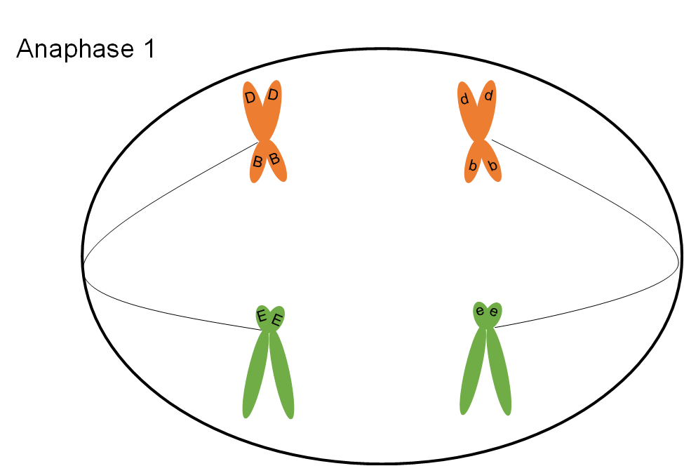 Ahora en una célula ovalada, los dos conjuntos de cromosomas ya no se tocan sino que ahora están conectados a sus opuestos a través de una fibra huso.