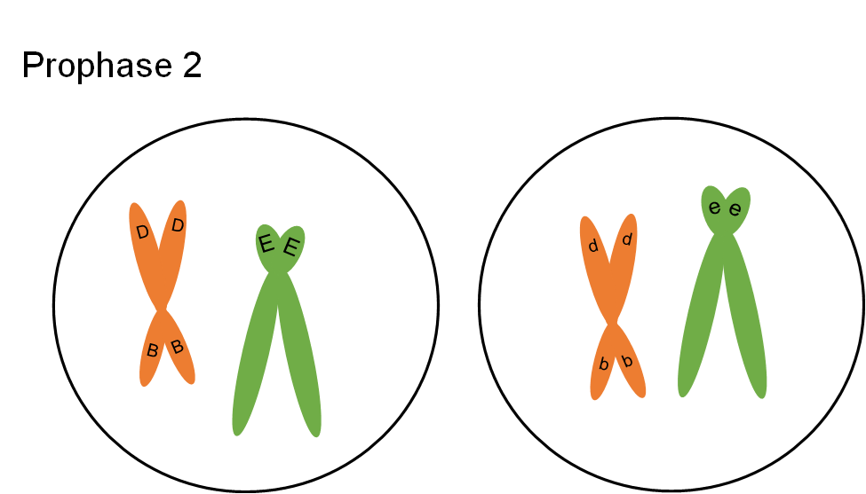 Los dos conjuntos de células que han pasado por meiosis contienen cada uno dos conjuntos de cromosomas, aún atados en el centro.
