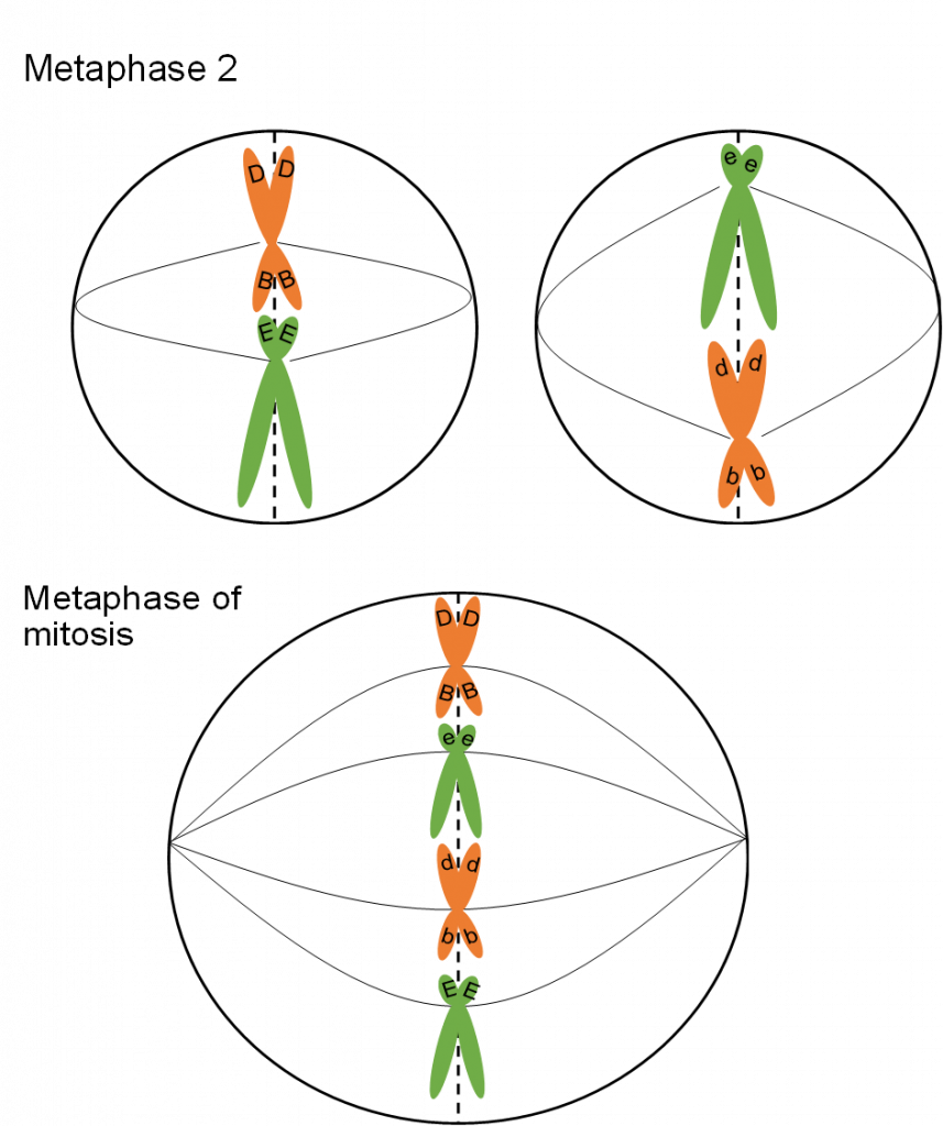 Exhibiendo metafase de mitosis y meiosis lado a lado. Para Metafase 2 en Meiosis, hay dos células divididas cada una con dos cromosomas, conectadas por fibras huso y tirando una contra la otra. En la mitosis, hay cuatro cromosomas en una célula que se están separando.