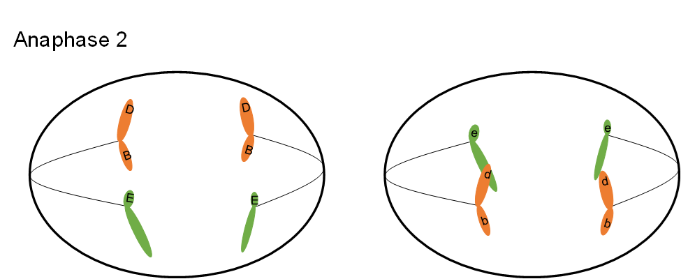 In anaphase 2, each of the two cells already divided are ovals again, now with each half of their two chromosomes pulling apart into halves.