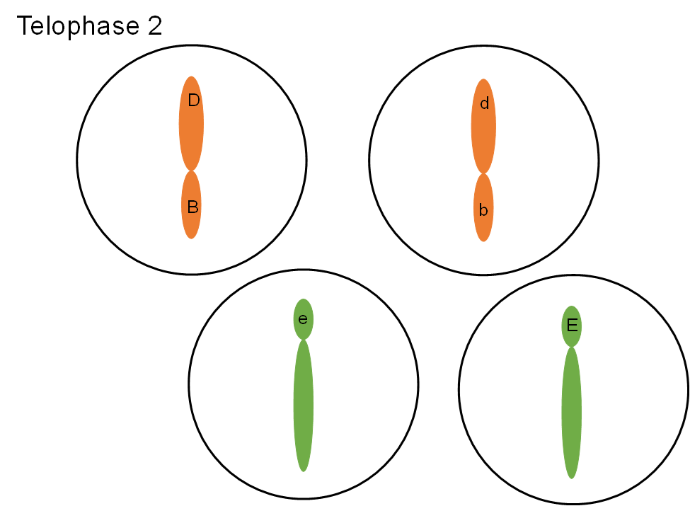Finally in telophase 2, there are four distinct cells, each with one somatic chromosome.
