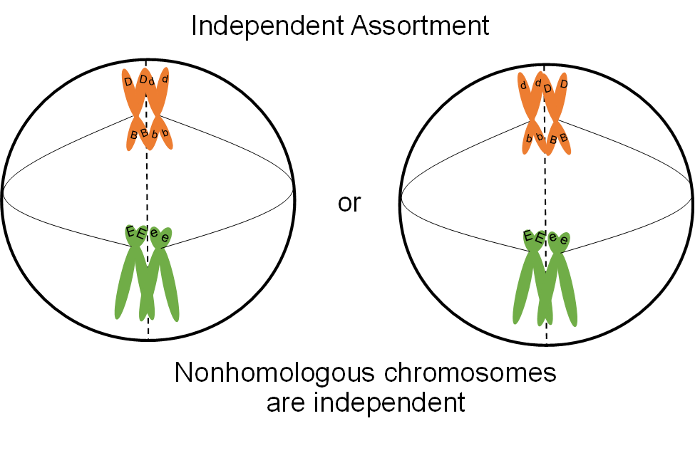 Two alignments of cells undergoing metaphase 1: Homologous pairs which have capital letters across from capital letters, and nonhomologous, independent assortment, which has capital letters across from lowercase letters.