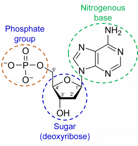 Three chemical groups, a phosphate, nitrogenous, and sugar (deoxyribose) group, attached to create something new.