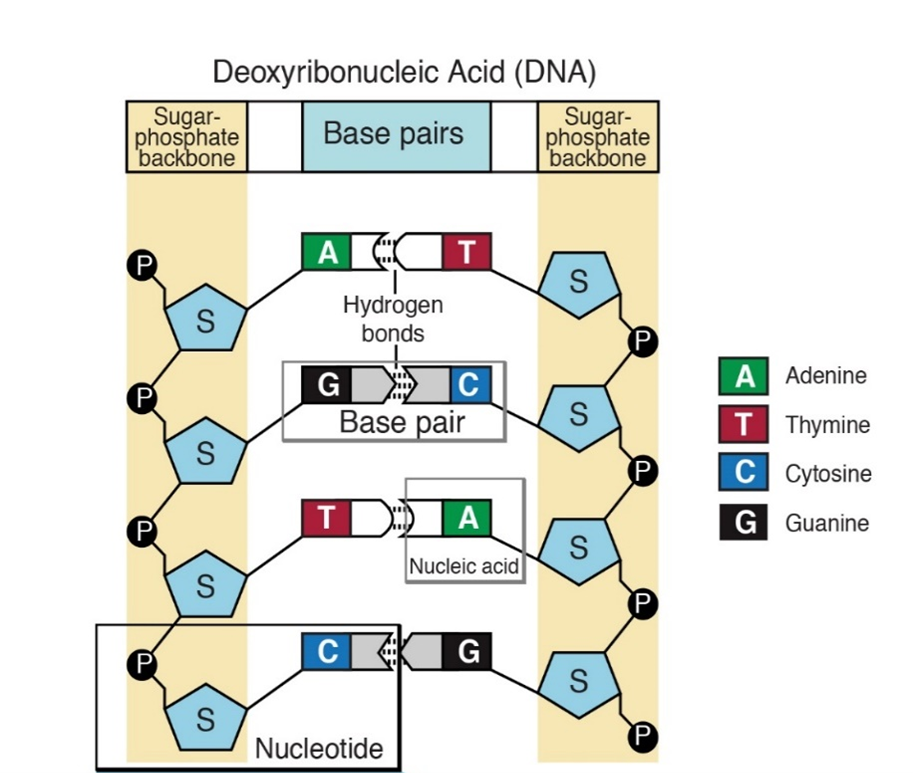 A diagram of DNA, showing nucleotides attached by hydrogen bonds between pairs of corresponding nucleic acids: Adenine to Thymine, Guanin to Cytosine, and so on.