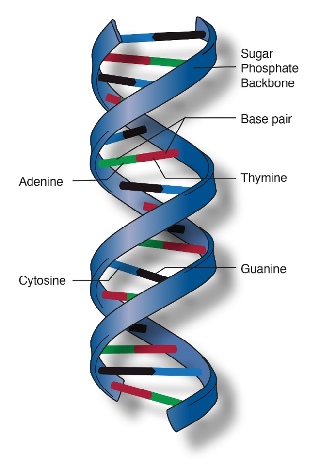 Una hebra de ADN de doble hélice, etiquetada. los bordes exteriores de la “escalera” son la cadena principal de fosfato de azúcar, unidos por los pares de bases de ácidos nucleicos.