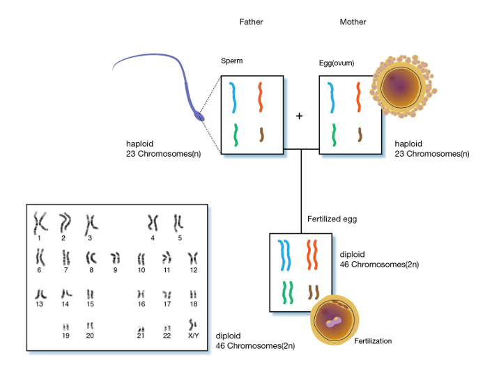 Diagrama de reproducción sexual en células. Un haploide espermático y un haploide de óvulo cada uno con 23 cromosomas se unen para crear un óvulo fertilizado con 46 cromosomas en parejas.