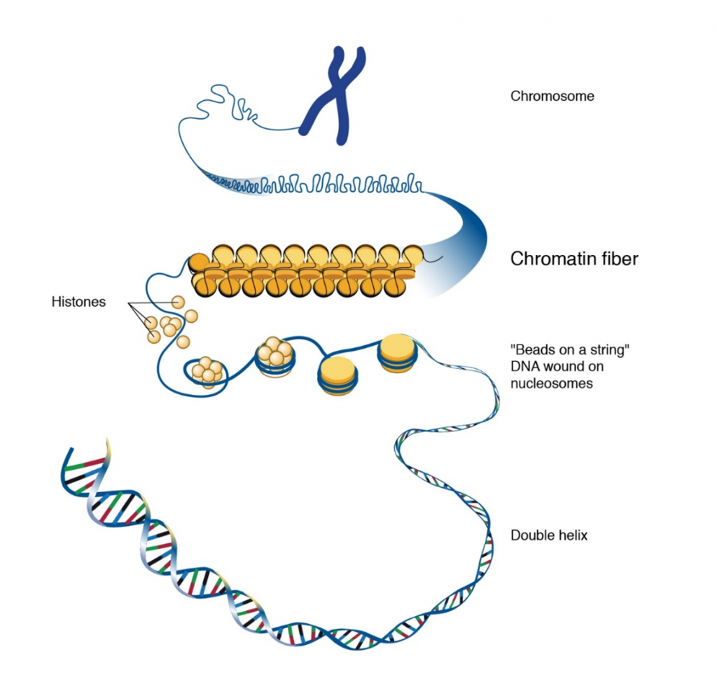 Zooming into a chromosome. From the X of the chromosome, you can find chromatin fibers containing histones, bound on a string made up of the DNA's strands.