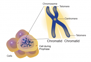 Acercar una célula para ver los componentes de un cromosoma. Los consejos son los telómeros. El centro, la cintura del cromosoma es el centrómero, y cada mitad es una cromátida.
