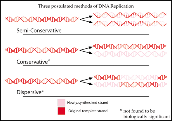 Tres métodos de replicación del ADN: Semi conservador toma la mitad de cada escalera por el centro y sintetiza nuevas mitades. Los duplicados conservadores en su totalidad, y Dispersivo duplica los trozos enteros de la hebra. Los dos últimos no son biológicamente significativos.
