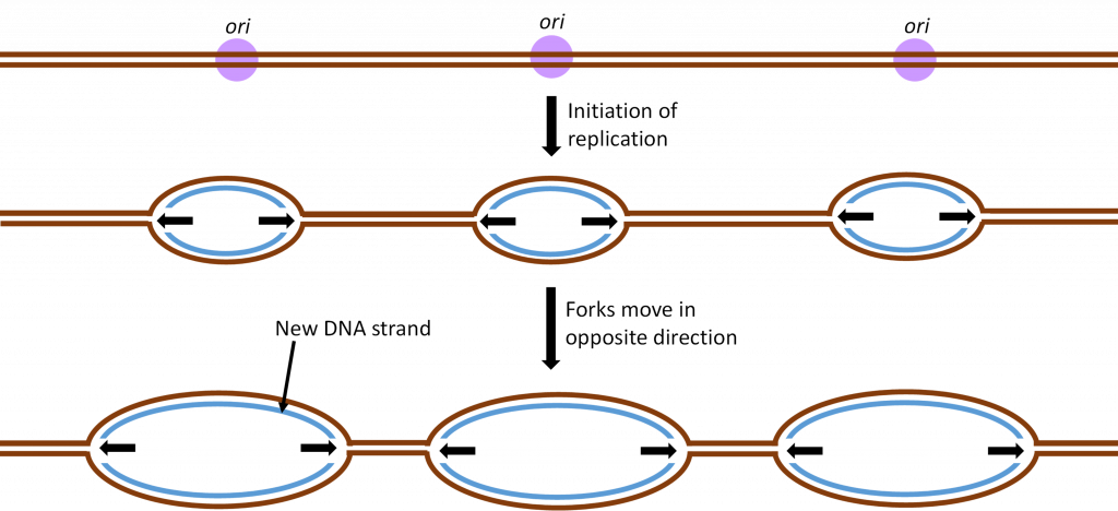 From ori points, replication begins and a "bubble" forms as forks move in opposite directions and new DNA strands expand within the ori points along the line.