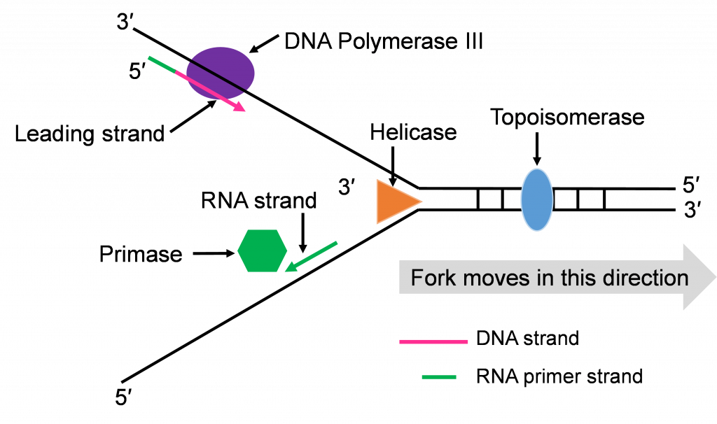 Un diagrama de embudo o cadenas de ARN que se condensan en ADN en una horquilla, con 3' en la parte superior y 5' en la parte inferior. La ADN polimerasa 3 se encuentra en la cadena superior, corriendo hacia adentro hacia la horquilla. El hilo inferior corre hacia afuera desde la horquilla.
