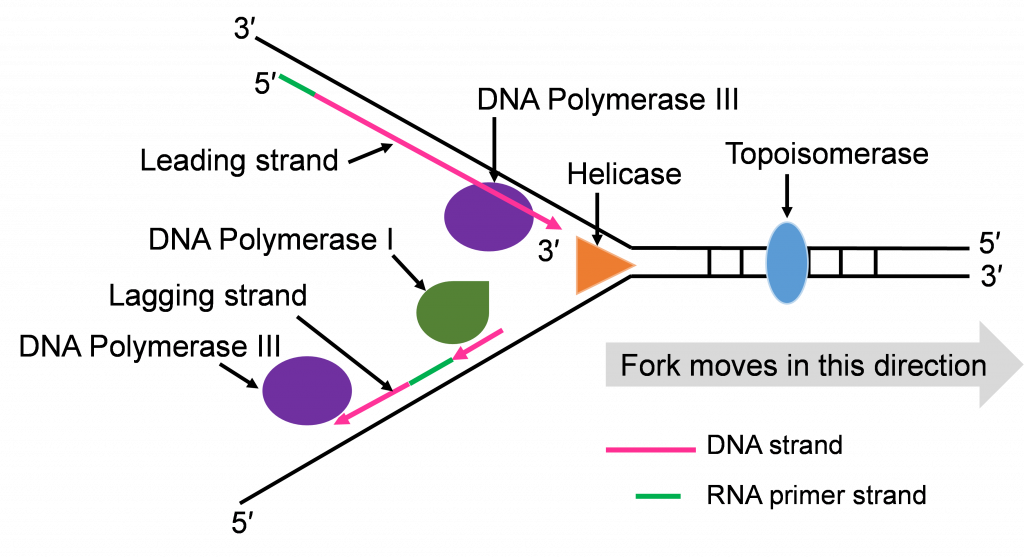 A funnel diagram or RNA strands condensing into DNA at a fork. RNA on the bottom moving outward is replaced with DNA where DNA Polymerase 1 is situated.