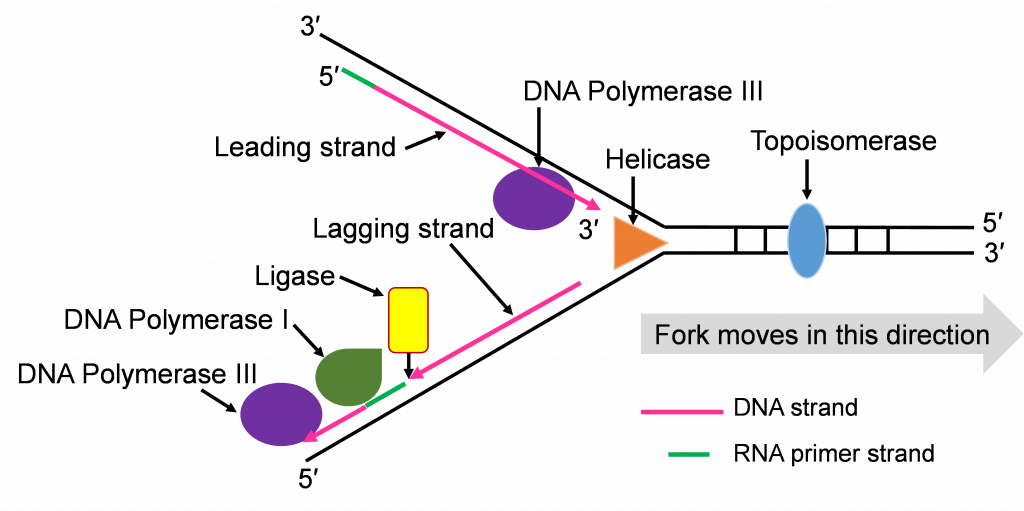 Un diagrama de embudo o cadenas de ARN que se condensan en ADN en una bifurcación. La ADN Polimerasa 3 en la hebra superior ceba la hebra principal, mientras que en la parte inferior, la hebra de ARN, tiene tanto ADN Polimerasa 1 como 3 cebarla. La ligasa se encuentra en el centro de la hebra inferior.