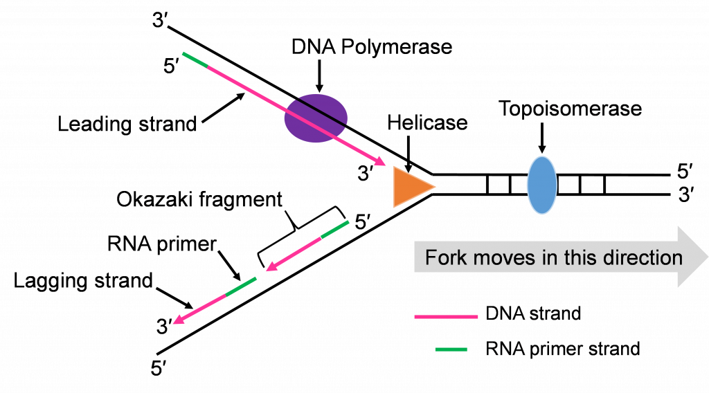 Un diagrama de embudo o cadenas de ARN que se condensan en ADN en una bifurcación. La ADN Polimerasa 3 en la hebra superior ceba la hebra principal, mientras que la cadena inferior, la cadena inferior contiene dos conjuntos de hebras de ARN y ADN, la interna llamada fragmento de Okazaki.
