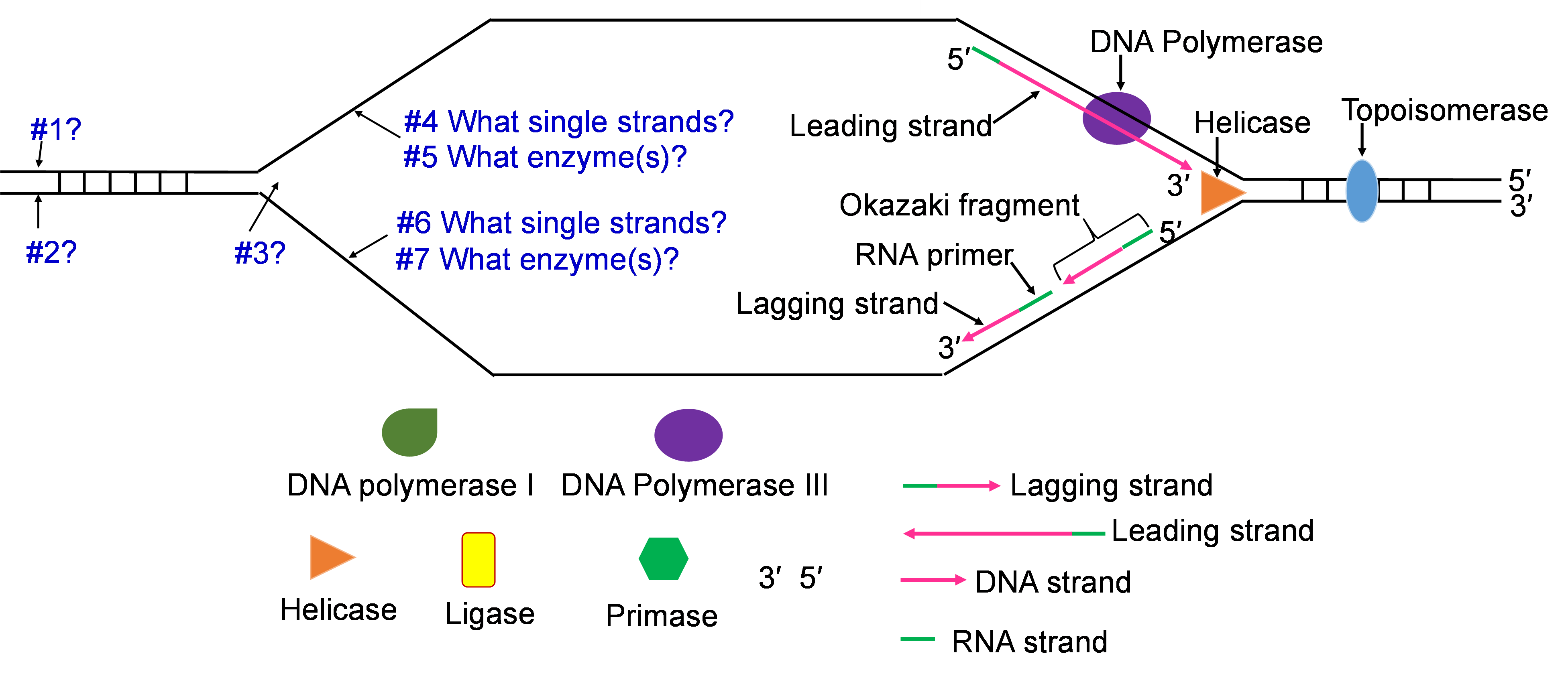 On the left, there is #1 on the top line of the strand and #2 on the bottom line. #3 is placed where the strand opens up into a funnel. #4 asks what single strands are on the top line. #5 asks what enzymes are on the top line. #6 asks what single strands are on the bottom line. #7 asks what enzymes are on the bottom line. On the right, the leading strand is 5' to 3' with a DNA polymerase and Helicase opening the strand. The bottom strand is 3' to 5' with a lagging strand, RNA primer, and an Okazaki fragment. 
