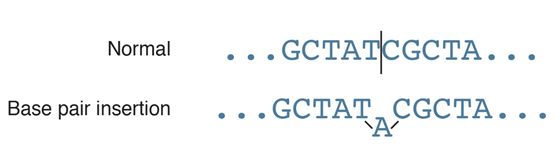 Normal shows GCTATA... and so on. The base pair insertion shows GCTAT with an A added before continuing on.