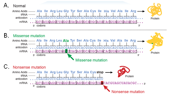 Dos ejemplos de mutaciones en ARNm. La mutación sin sentido cambia una letra media en un codón para cambiar uno de los aminoácidos enumerados, pero no la proteína. Una mutación sin sentido cambia la última letra en el codón, creando un codón de parada y una proteína diferente.