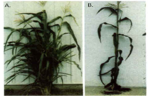La planta A es densa con muchos pequeños tallos de teosinte. La planta B es una sola planta de maíz fuerte, con un tallo más grueso pero con un follaje menos denso.
