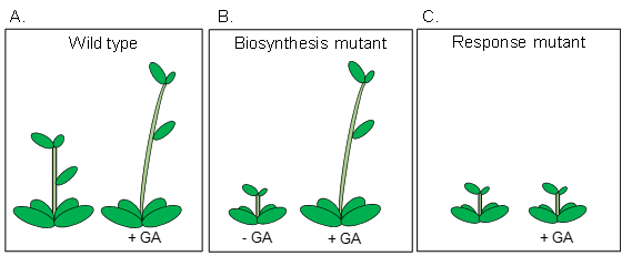 Tres ejemplos del impacto de GA en el crecimiento de las plantas.