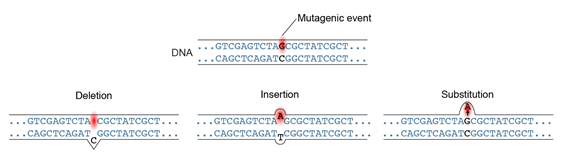 3 eventos mutagénicos en el ADN en el nucleótido G. Eliminar la G desplaza su C acompañante, Insertar una A agrega y acompaña T, y Sustituir una A causa conflicto con la C.