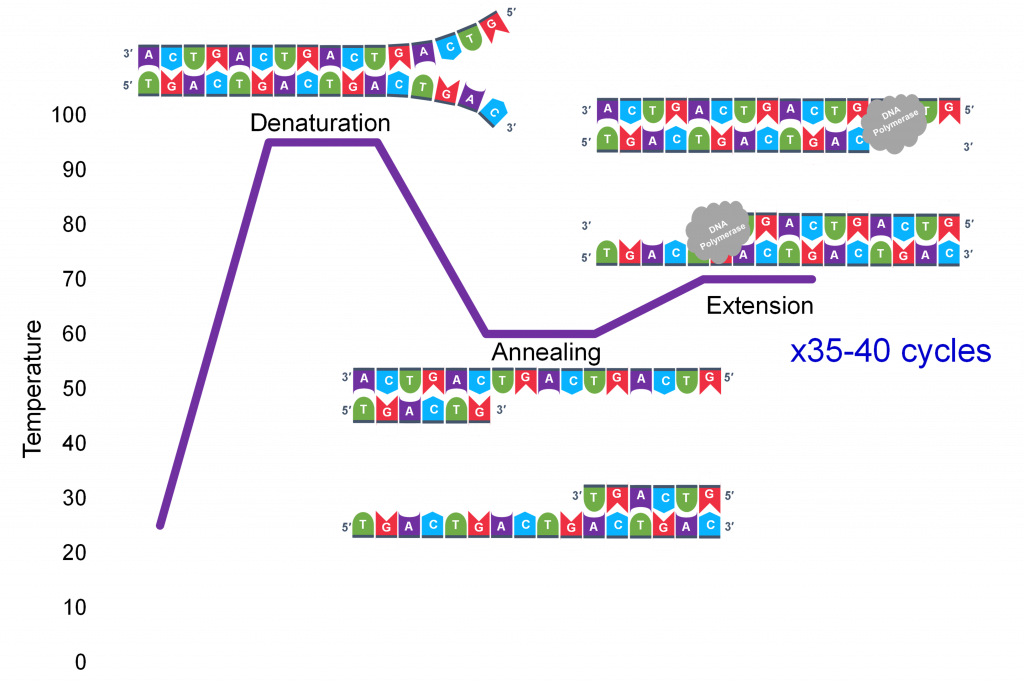 DNA strands during a PCR cycle. Under high temperature, denaturation occurs and "unzips" the strands. Annealing occurs at a much lower temperature, and Extension happens at a temperature between the two.