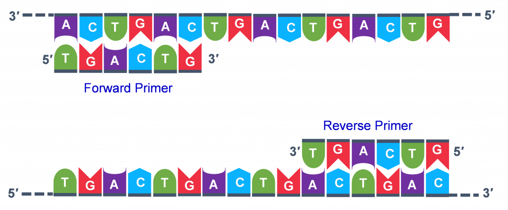 Las cadenas apareadas superiores contienen una línea completa de nucleótidos en la fila superior y solo el cebador directo en la parte inferior. La parte inferior contiene una línea completa de nucleótidos en la fila inferior y solo el cebador inverso en la parte superior.