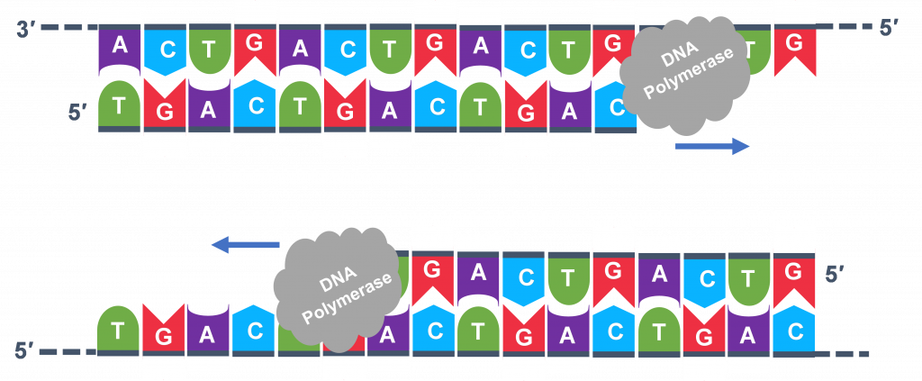 Se muestran dos líneas de ADN, con la ADN Polimerasa que oscurece hasta dónde llega el extremo de las líneas inferior y superior.