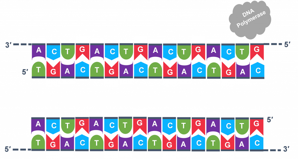 Se muestran dos ADN bicatenario, con ADN polimerasa fuera de las cadenas.