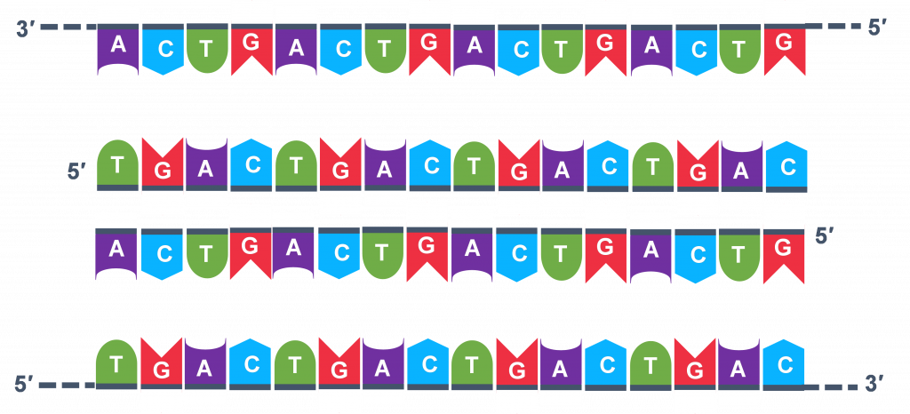Dos ADN bicatenario se rompen en cadenas simples.