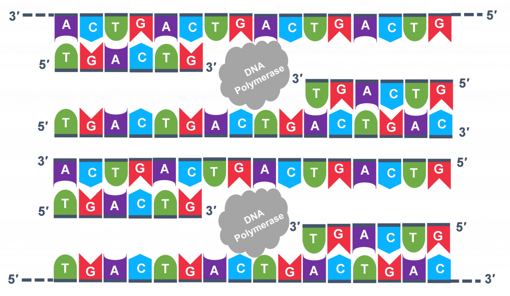 Se muestran cuatro líneas de ADN, con ADN polimerasa entre ellas.