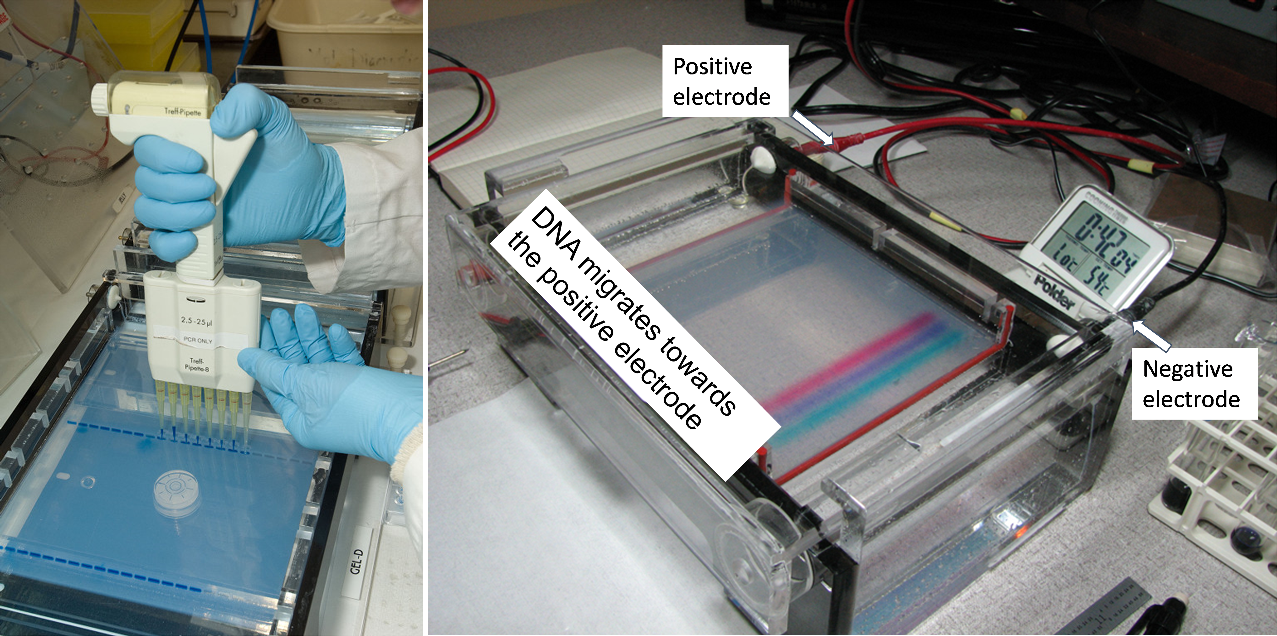 Dos fotos. En la primera, una persona que usa guantes y bata de laboratorio usa una máquina de pipetas para dejar caer muestras en un gel azul. A la derecha, una máquina procesa las muestras.