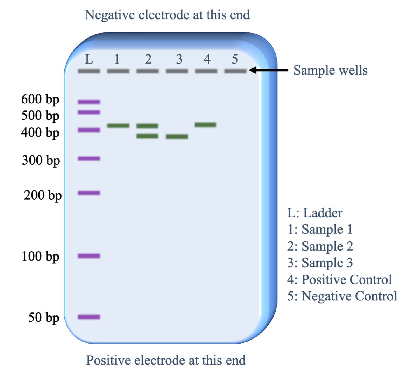 A visualization of the electrophesis gel. On one end, a negative electrode and sample wells. On the other end, a positive electrode. Placements from top to bottom are 600 to 50 bp.