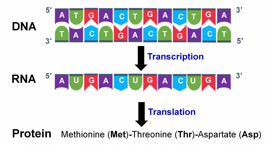 DNA is split in half (RNA) through transcription and then, through translation, converted to proteins.