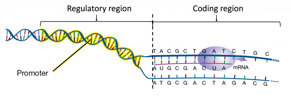 El ADN tiene una región reguladora, la doble hélice, y una región codificante, los nucleótidos y ARNm que componen sus codones.