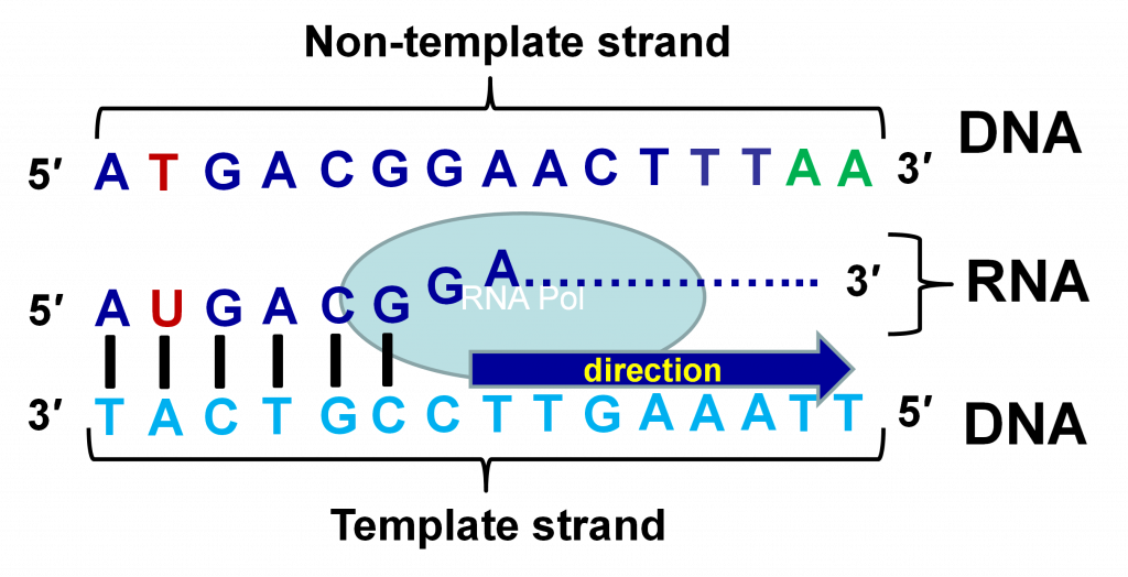 Una doble cadena hipotética de ADN que indica cadenas no molde y molde involucradas en la síntesis de ARN.