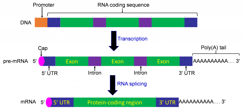 The RNA coding sequence of DNA is turned into pre-mRNA and finally mRNA.