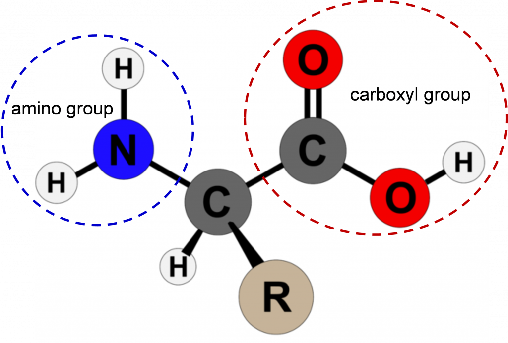 Una representación de un aminoácido con los átomos comunes (grupos amino y carboxilo) en un círculo.