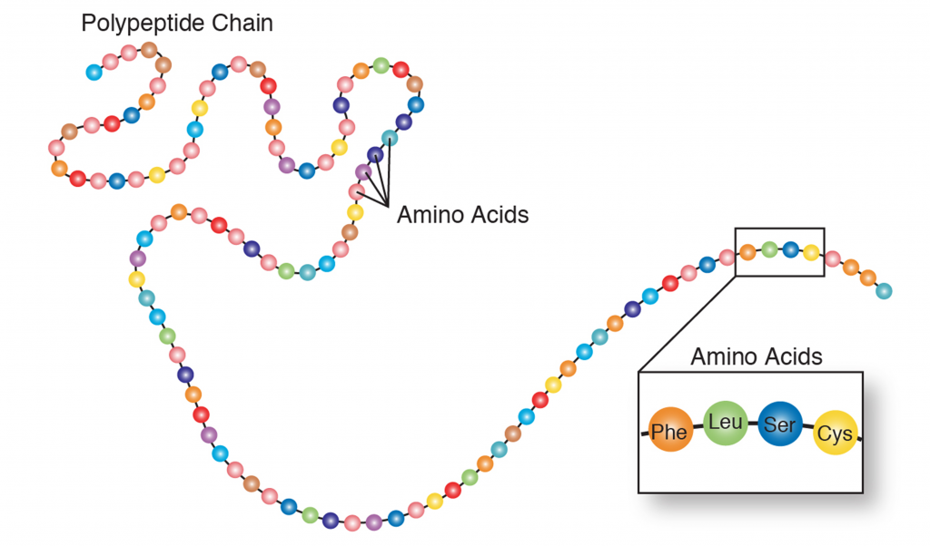Una cadena de perlas de colores, marcada como cadena polipeptídica con cada “perla” marcada como un aminoácido.