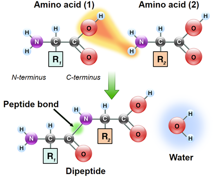 Two amino acids are depicted undergoing a peptide bond between two Hydrogen atoms and one Oxygen atom, creating a Dipeptide with water as a leftover from the bond.