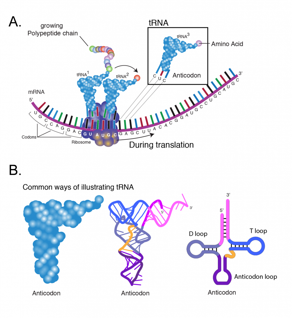 Three ways of illustrating tRNA are shown, as an amorphous grouping of bubbles, as squiggly strands of DNA, or as a T-shaped set of loops: the D loop, T loop, and anticodon loop.