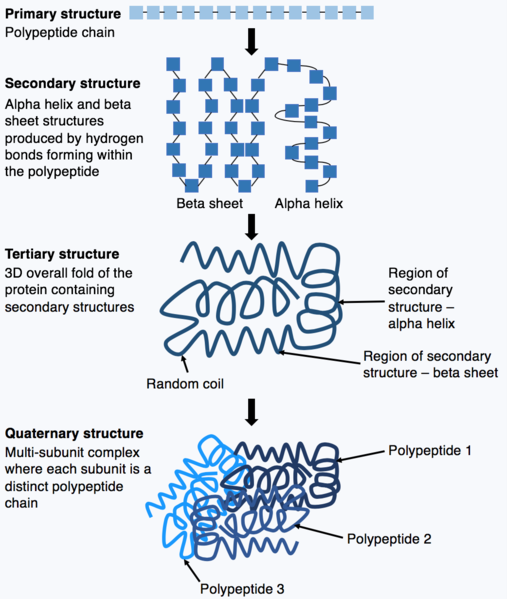 La estructura primaria es una cadena polipeptídica simple. La estructura secundaria comprende hélice alfa y láminas beta que surgen después de enlaces de hidrógeno dentro del polipéptido. Estas estructuras secundarias están encapsuladas en la estructura terciaria, una proteína. Finalmente, la estructura cuaternaria contiene múltiples cadenas polipeptídicas en un revoltijo.